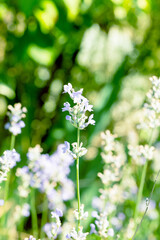 Obraz na płótnie Canvas Lavender flowers at sunlight in a soft focus, pastel colors and blur background. Violet bushes at the center of picture. Lavender in the garden, soft light effect.