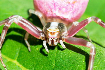 Pink crab spider