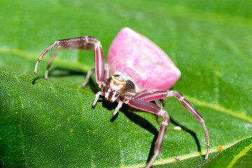 Pink crab spider