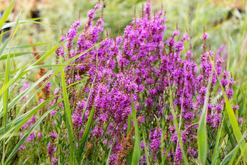 Fototapeta premium Flowers Ivan Tea - medicinal plant closeup. Macro. Soft selective focus