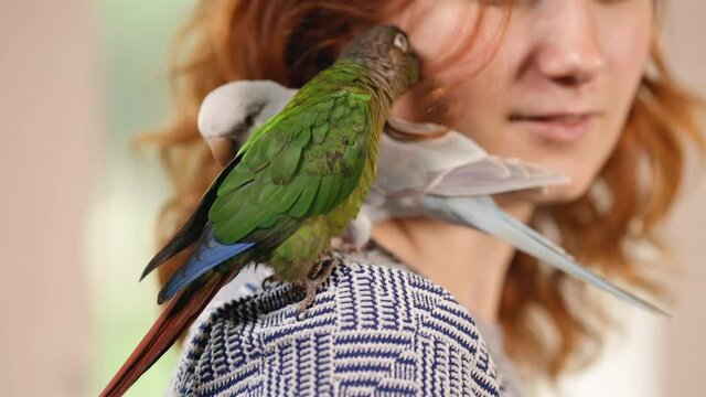 Two cute birds (green-cheeked parakeet and quaker parrot) sit on redhead woman's shoulder close view