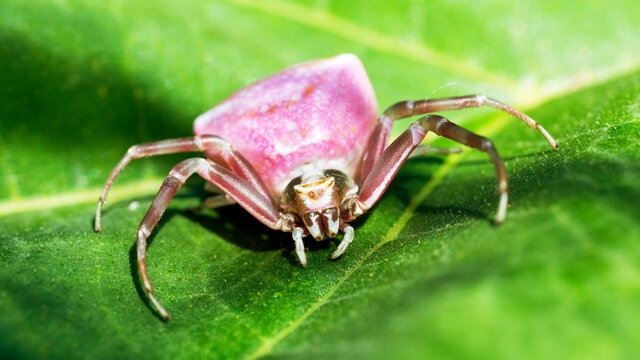 Pink crab spider