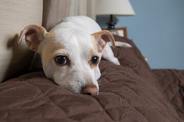 A white small breed dog resting on a couch looking towards the camera posing for a portrait, pet in...