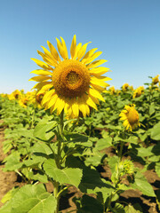Yellow sunflowers. Field of sunflowers, rural landscape.