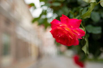 Fototapeta na wymiar Rose Bush on a blurry background of the city.