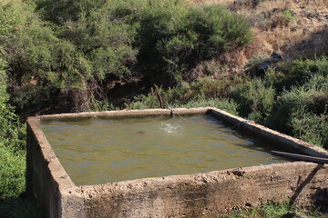 Ein Sharvit is a spring pool located between the fields and pastures surrounding the Yavneel colony