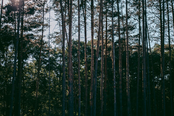 Beautiful wild eco environment near the city