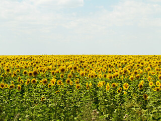 Fototapeta premium Yellow sunflowers. Field of sunflowers, rural landscape.