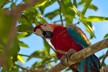 Red-and-green macaw with beautiful colors