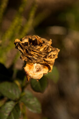 Old withered roses, soft selective focus on rose. Amazingly beautiful flower.