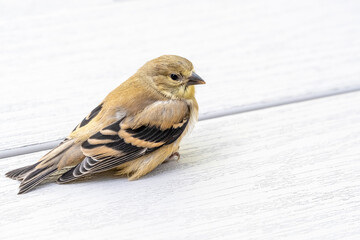 A Juvenile Goldfinch Recovering on a Grey PVC Deck After Hitting and Falling from a Window