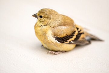 A Juvenile Goldfinch Recovering After Hitting and Falling from a Window