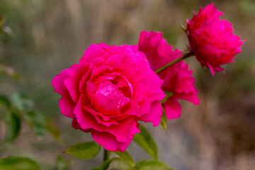 Deep Pink Roses. Selective focus on the rose. Amazingly beautiful flower..