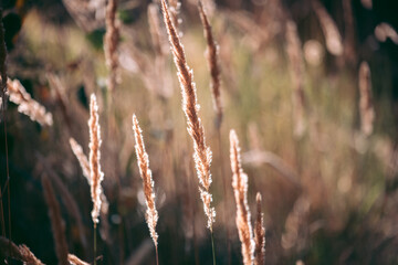 Beautiful wild eco environment near the city