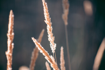 Beautiful wild eco environment near the city