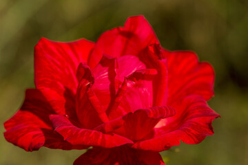 Garden red rose flower on background of green grass. flowers. Amazing red rose. Soft selective focus.