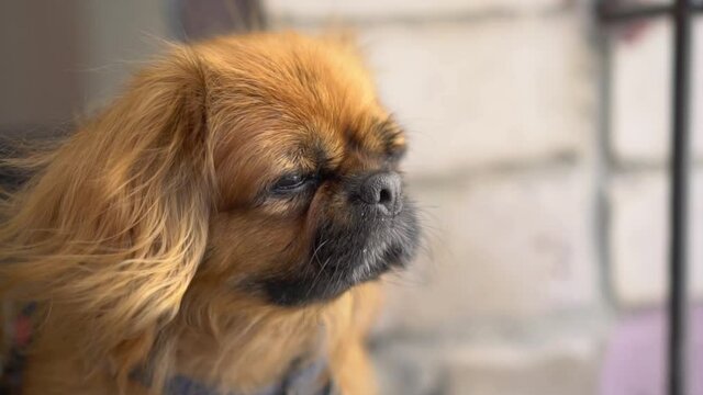 The red-haired Pekingese dog looks in attentively looks to the side. The wind flutters the dog's fur. Slow motion.