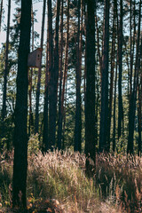 Beautiful wild eco environment near the city