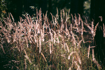 Beautiful wild eco environment near the city