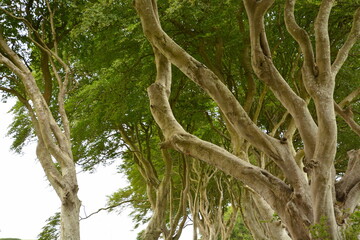 A grotto of old trees in rural Ireland.