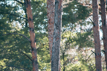 Beautiful wild eco environment near the city