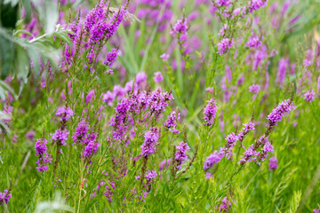 Flowers Ivan Tea - medicinal plant closeup. Macro. Soft selective focus