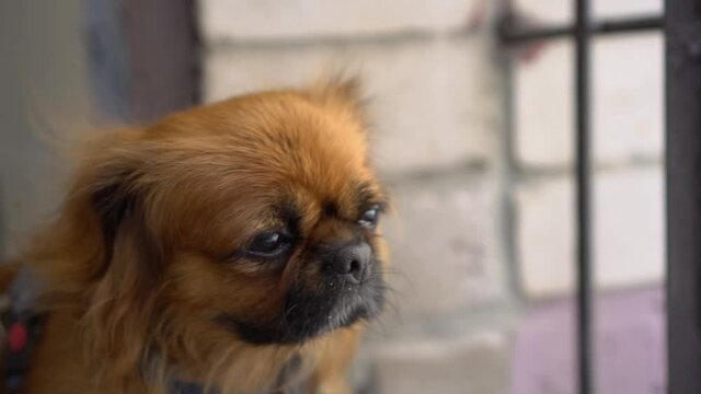 A red-haired Pekingese dog looks at the camera and then turns away. The wind ripples the dog's fur. Slow motion.