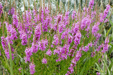 Flowers Ivan Tea - medicinal plant closeup. Macro. Soft selective focus