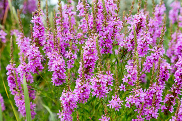 Flowers Ivan Tea - medicinal plant closeup. Macro. Soft selective focus