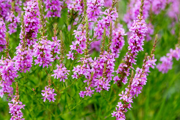 Flowers Ivan Tea - medicinal plant closeup. Macro. Soft selective focus