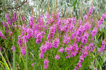 Obraz premium Flowers Ivan Tea - medicinal plant closeup. Macro. Soft selective focus