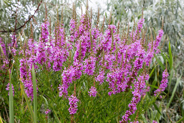 Obraz premium Flowers Ivan Tea - medicinal plant closeup. Macro. Soft selective focus