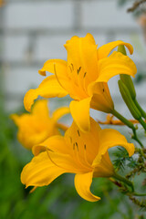 Fototapeta na wymiar Beautiful Flower of yellow lily in sun. Lilies in garden. Soft selective focus