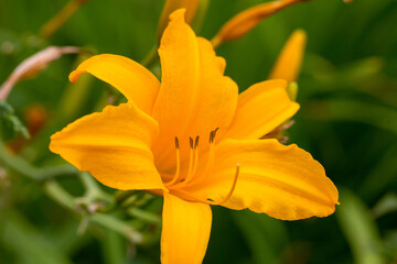 Beautiful Flower of yellow lily in sun. Lilies in garden. Soft selective focus