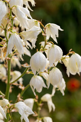 White flowers of yucca plant