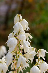 White flowers of yucca plant