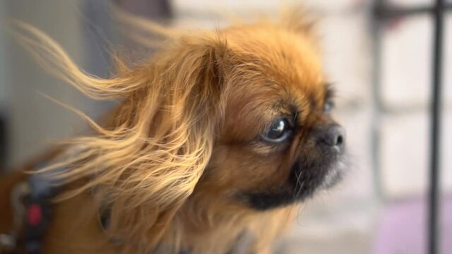 A red-haired Pekingese dog looks at the camera and then turns away. The wind ripples the dog's fur. Side view. Slow motion.