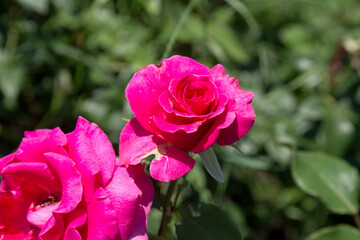 Garden red rose flower on background of green grass. flowers. Amazing red rose. Soft selective focus.