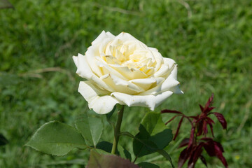 Garden red rose flower on background of green grass. flowers. Amazing red rose. Soft selective focus.