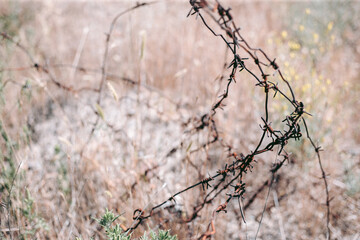 Beautiful wild eco environment near the city