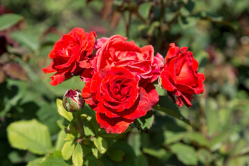 Garden red rose flower on background of green grass. flowers. Amazing red rose. Soft selective focus.