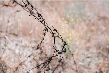 Beautiful wild eco environment near the city