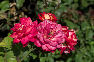 Garden red rose flower on background of green grass. flowers. Amazing red rose. Soft selective focus.