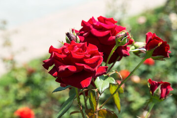 Garden red rose flower on background of green grass. flowers. Amazing red rose. Soft selective focus.