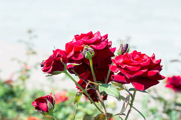 Garden red rose flower on background of green grass. flowers. Amazing red rose. Soft selective focus.