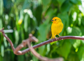 Canary on a branch of a tree surrounded by trees on a sunny summer morning.