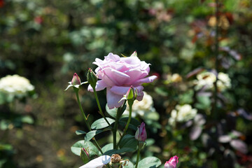 Garden pink rose flower on background of green grass. flowers. Amazing pink rose. Soft selective focus