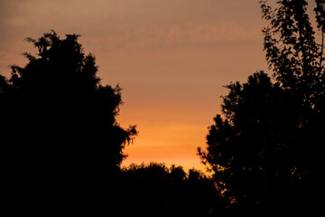 sunset in the forest