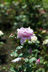 Garden pink rose flower on background of green grass. flowers. Amazing pink rose. Soft selective focus