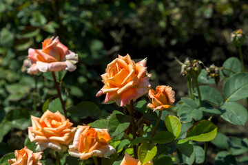 Garden orange rose flower on background of green grass. flowers. Amazing orange rose. Soft selective focus